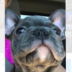 Walt - @walterlancasterthefirst - Instagram