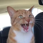 walter leger🐱 - @walterleger - Instagram