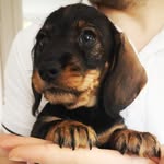 Walter Leitch - @walterwirehaireddachshund - Instagram