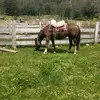 walterleichlte - @walterleichlte - TikTok