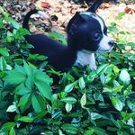Walterthedog - @walterlovinglife - Instagram