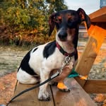 Walter Wigglebutt of Chesterfieldshire - @walter.lowrider - Instagram