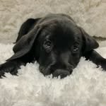 Walter Lloyd 🐾 - @walter.lloyd.lab - Instagram