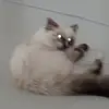 walterrr - @walterlundgren - TikTok