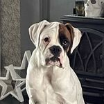 Walter Macdonald - @walter_macdonald_boxer - Instagram