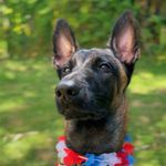 Walter.the.malinois - @walter_malinois - Instagram