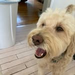 Walter - @walter_malloy_the_good_boy - Instagram