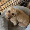 marley and walter - @walter_and_marley - TikTok