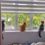 Walter, Marley and Tasha ❤️ - @three.felines - Instagram