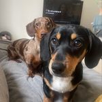 Walter & Marley🐾🧡 - @thetwosausages1 - Instagram