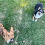 Walter & Marley Henley - @henleycorgis - Instagram