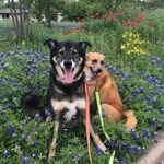 Walter Kronkite & Ziggy Marley - @wandztherescues - Instagram