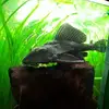 Walter Mayer - @walter.mayer6 - TikTok