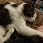 Walter Ralph Melvin - @waltman_thecat - Instagram