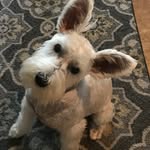 Sir Walter Mix-A-Lot - @sirwaltermixalot - Instagram