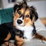 Walter| NYC Aussie Mix | Rescue Pup - @walter__whitepaws - Instagram