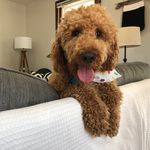 Walter Morrison - @walterthefartingdoodle - Instagram