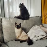 Walter and Newton 🐾 - @walter.newton22 - Instagram