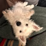 Walter New York Markus - @thewestie_walterpants - Instagram