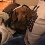 Walter Nielsen - @walterwonderweinerncrazydaisy - Instagram