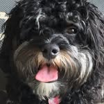 Walter "Wally" O'Neal - @wally_thepup - Instagram