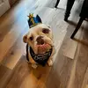 Walter Parks - @walter_the_beabull - TikTok