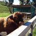 Walter Peak High Country Farm - Facebook