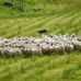 Walter Peak High Country Farm - Facebook