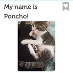 Sir Walter Pendleton - @walter_baby_kitty - Instagram