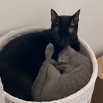 🖤Pepper🖤 💙Walter💙 - @pepperandwaltertherussiancats - Instagram