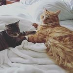 Walter & Bink & Pepper - @walters_world_partytime - Instagram