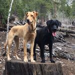 Walter And Pepper - @walt_and_pepper_labs - Instagram