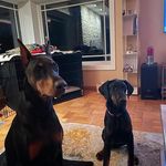 Walter Francis the Dobie - @walter_and_pepper_doberdorks - Instagram