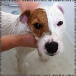 Walter Pepper - @wilfredramagekpz - Instagram