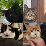 Walter, Siouxsie, Jett, Pepper - @voicesofourcats - Instagram