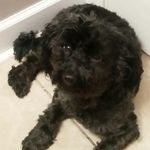 Walter Peyton Cannon - @walter_walt_the_dog - Instagram