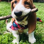 Banjo Walter Pickens - @banjothepuppers - Instagram