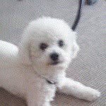 ωαℓєя ρσυℓѕєи - @walter_poulsen_dog - Instagram