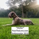 Walter - @walter_pourthelove_819 - Instagram