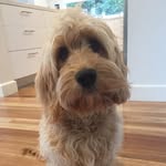 Walter Precious Hoskin - @whereswallypup - Instagram