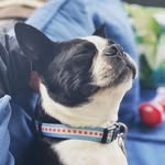 Walter Preston Lee - @walter_the_chicago_boston2 - Instagram