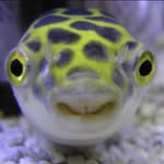 FishTA - @walterthepuffer - Instagram