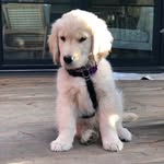 Walter - @walterthepuffboi - Instagram