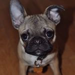 WALTER SHMOOPY RANDALL 🐶 - @walterthefrug - Instagram
