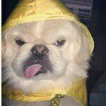 Walter Crouton - @reasonswalterisdisappointed - Instagram