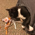 Sir Walter Reimer - @walterthegray - Instagram