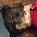 Walter Ritter - @walterdog520 - Instagram