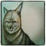 Walter Roblero Villalón - @zorritow - Instagram