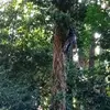 Walter Rodney502 - @walter.rodney502 - TikTok
