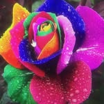 Karen Walter Roeschmann - @walterroeschmann - Instagram